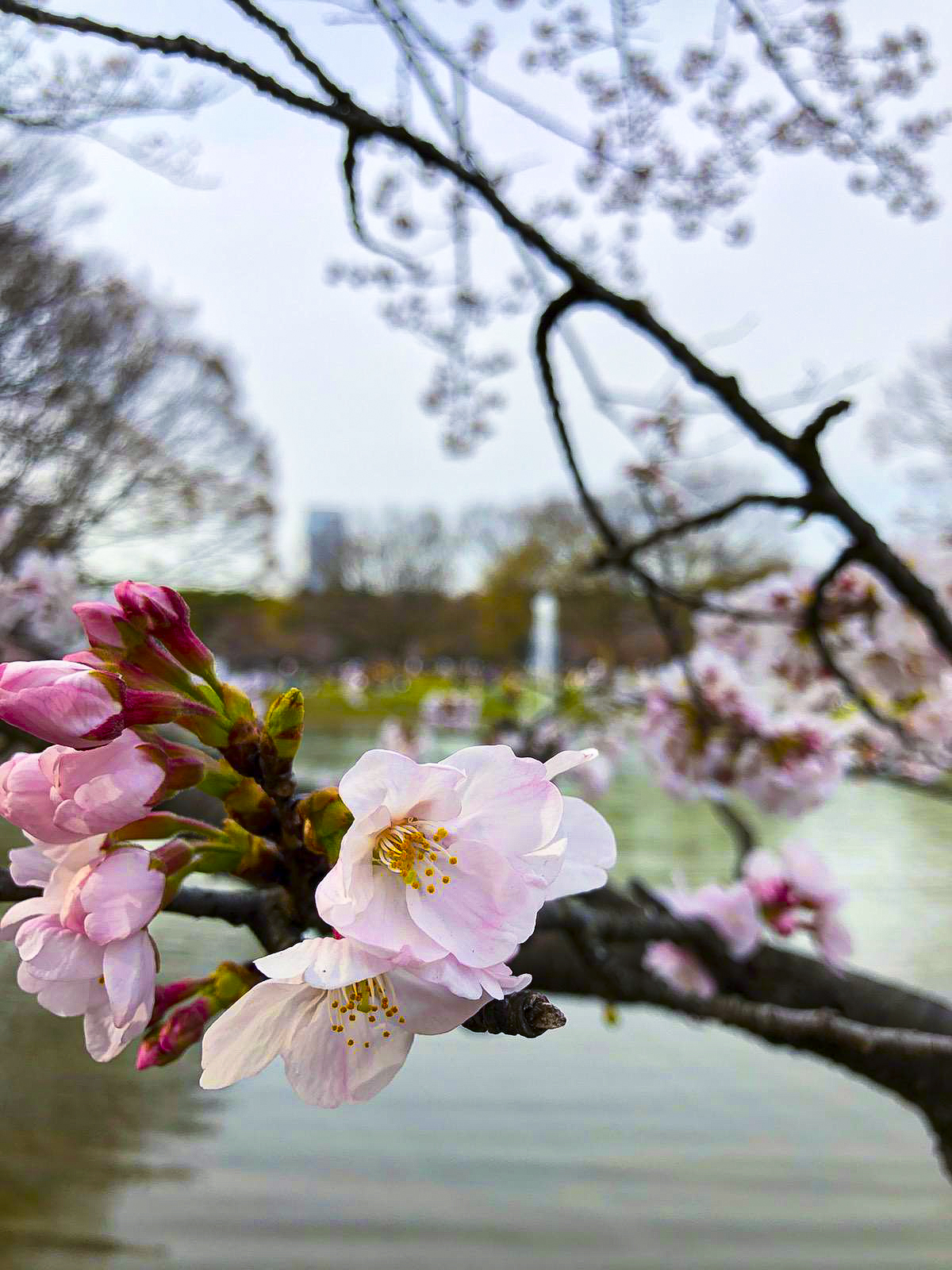 CherryBlossom1