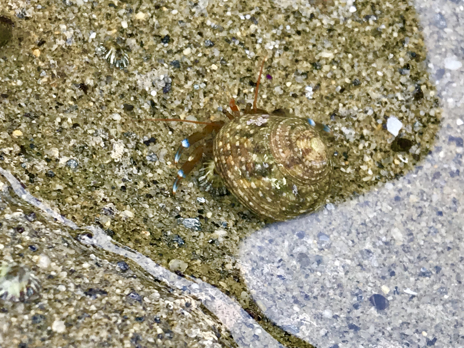 HermitCrab1